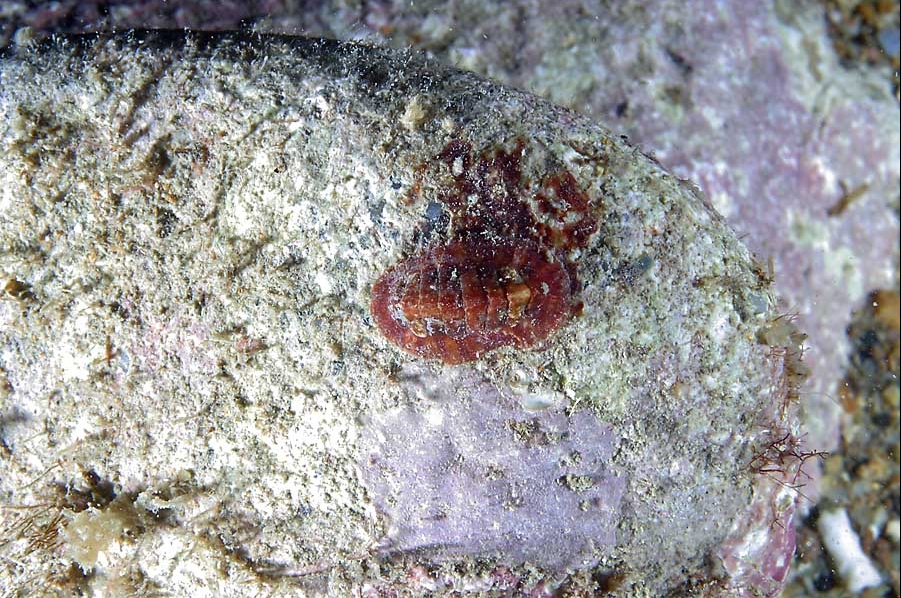 Chiton phaseolinus